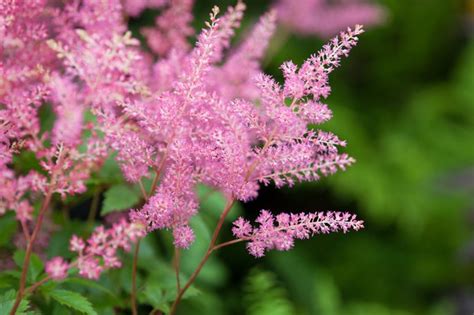 Best Plants With Pink Flowers Bbc Gardeners World Magazine