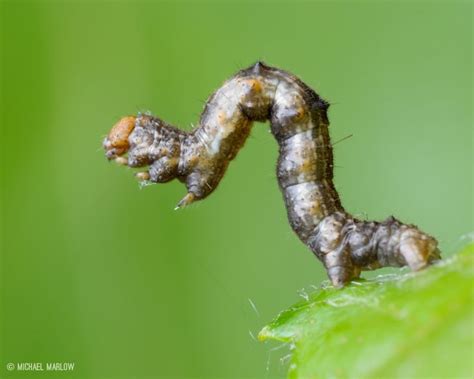 Inchworm Standing On Prolegs Caterpillar Stand Up Standing