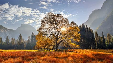 Yosemite National Park California Meadow Mountain With