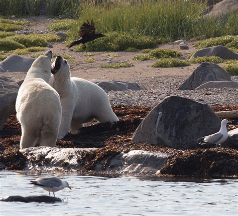 Lazy Bear Expeditions Churchill Polar Bear Tours 204