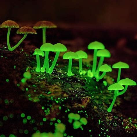 Inverse On Instagram The Glow Of The Bioluminescent Mushroom Mycena