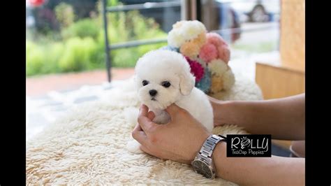 Real Teacup Bichon Living Doll Mercy Rolly Teacup Puppies Teacup