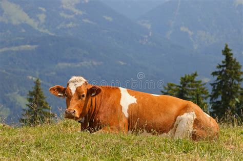 Austrian Brown Cow With White Spots On A Mountain Stock Photo Image