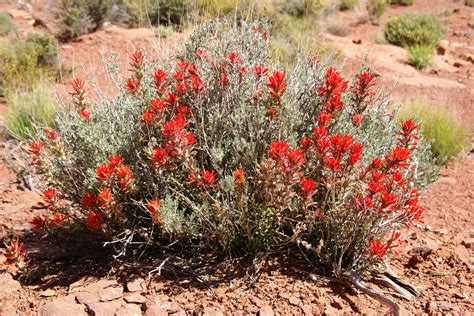 Desert Plant Arizona Desert Plants Desert Landscaping Desert Flowers