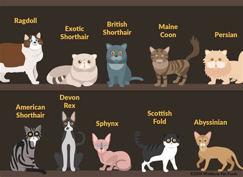 Top 10 Popular Cat Breeds In The Us Wishbone Pet Foods Blog