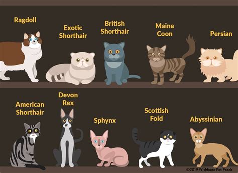 Top 10 Popular Cat Breeds In The US Wishbone Pet Foods Blog