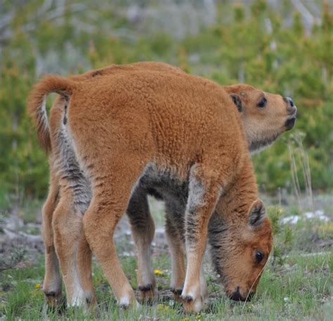 Protect Our National Mammal In Montana