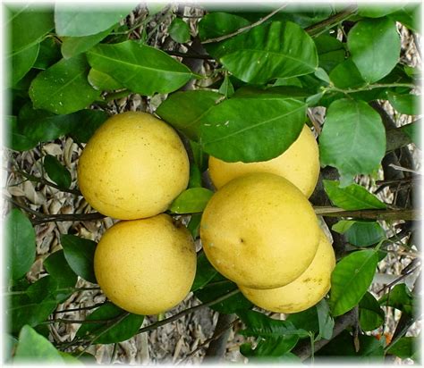 Check spelling or type a new query. Life, as we know it: Some Random Thoughts #5 (Grapefruit a ...