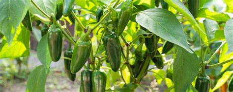 How To Plant Grow And Harvest Jalapenos Farm Plastic Supply
