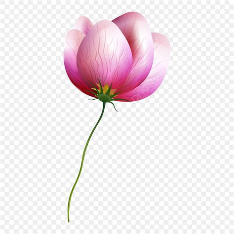 Gambar Fotografi Bunga Geranium Pink Muda Bunga Clipart Dalam Bentuk