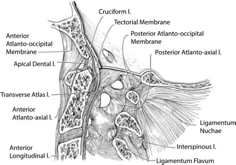 Illustration Of Craniovertebral Junction In Sagittal Plane With