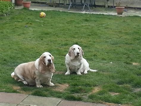 Lemon and white basset hound. elderly lemon and white bassets - right looks like a ...