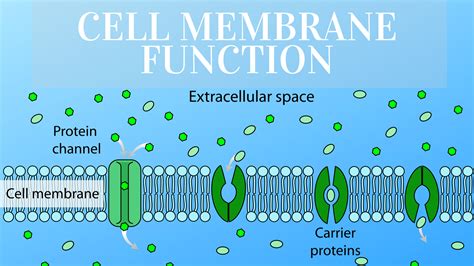 Cell Membrane Definition And Function Functions Functions And Diagram