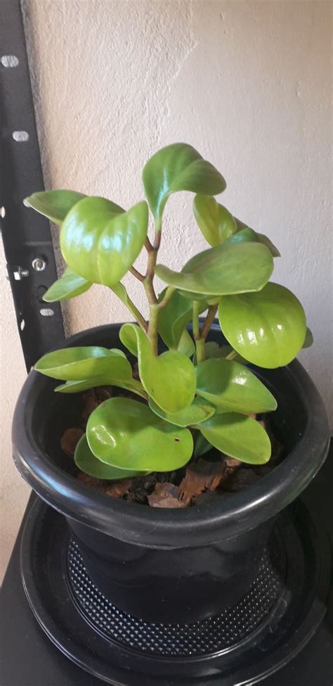 Peperomia plants can live for years in a relatively small container. Peperômia Limão em 2020 | Suculentas, Plantas ornamentais ...