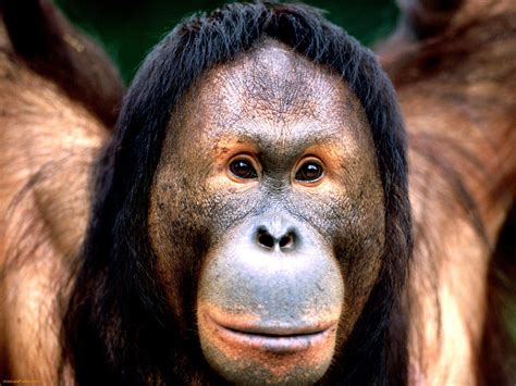 Encyclopaedia Of Babies Of Beautiful Wild Animals Baby Orangutan