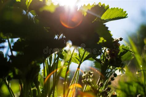 Strawberry Crops Under The Sun Cultivated Land Close Up With Sprout