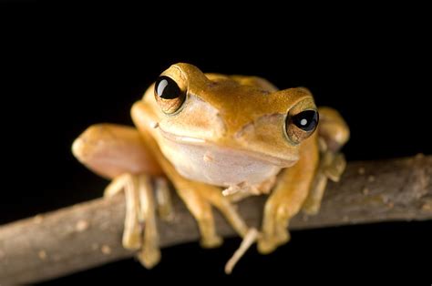 Amphibian Pictures And Facts