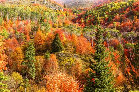 Mountains Autumn Forests Trees Grass Hd Wallpaper Rare Gallery