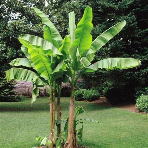 Dec 15, 2018 · how to take care of a banana tree in a pot. Banana Plant - Musa Assorted Small 200mm