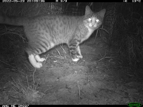 Australian Wildlife Conservancy On Twitter Feral Cats Are The