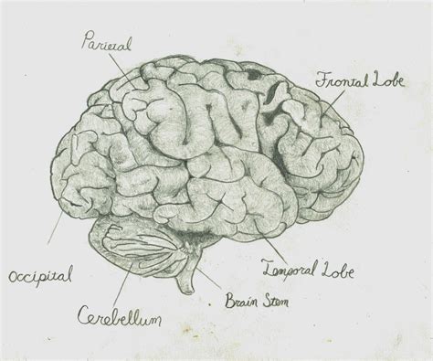 Pencil Drawing Of A Brain By Trevor Sim Anatomy Sketches Anatomy