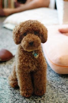 Goldendoodles that have a golden coat are the most prevalent but not many people know meanwhile, the large black goldendoodle which is often referred to as the oversized teddy bear is the largest of them all. Pin on Furry Friends