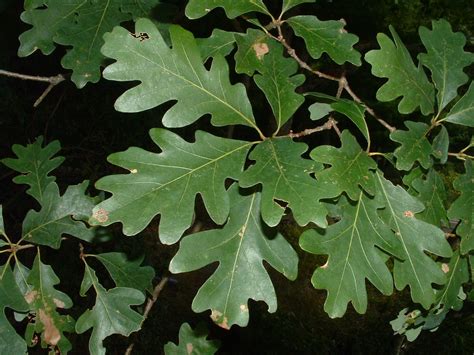 Img White Oak Leaf Ornamental Trees Soil And Water Conservation