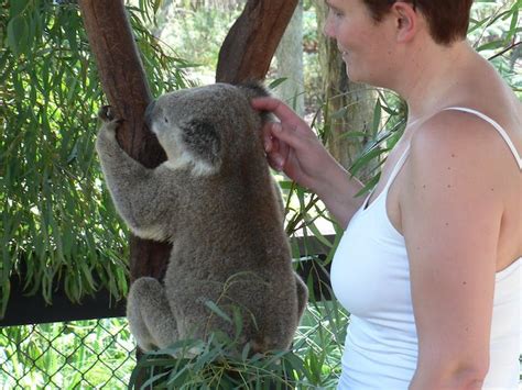 Experience Australia Animals And Culture Sydney Australia