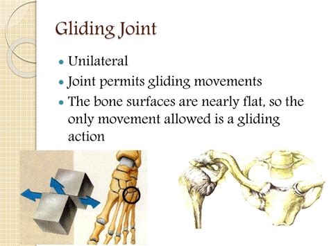 Ppt Joints Of The Human Body Powerpoint Presentation Free Download Id2504134