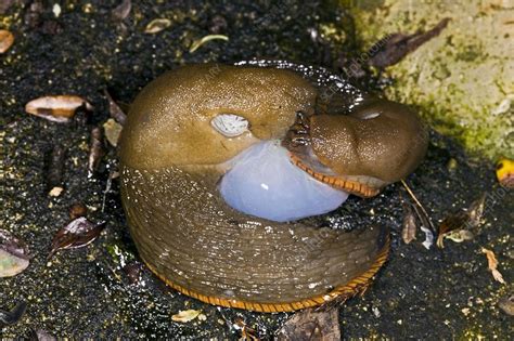 Slugs Mating Stock Image C003 6522 Science Photo Library