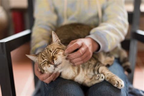 Tickly kitty whiskers are thrust in your face, and you're wide awake. Why Are My Cat's Hips Sunken In