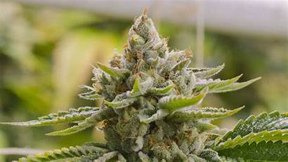 Cannabis Weed Marijuana Trippy Plant 420 Rasta