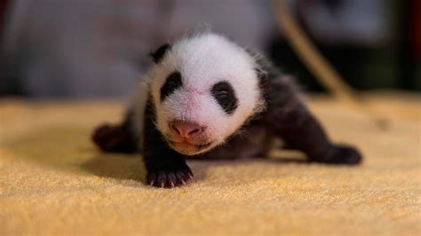 National Zoo Panda Cub Is Boy Cute Videos Of Mei Xiangs Son