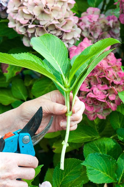 How To Grow Hydrangeas From Cuttings Garden Shrubs Lawn And Garden