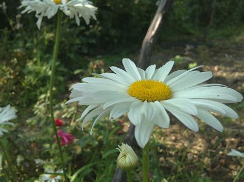 Wallpaper Flowers Garden Nature Blossom Daisies Daisy Flower