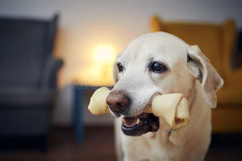 Happy Dog With Chewing Bone At Home Stock Image Image Of Home Animal