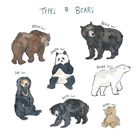 Different Types Of Bears With Pictures Peepsburghcom