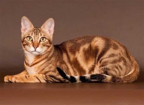 Top 10 Rare Cat Breeds Rare Cats Cat Breeds Rare Cat Breeds