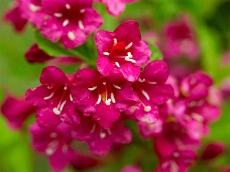 In the post titled evergreen shrubs for coastal areas are described 30 ornamental plant species suitable to grow in coastal areas & seaside with the post titled evergreen shrubs for coastal areas, the editorial team of 'kalliergeia' also launches a complete series of completely unnecessary articles. 17 Amazing Small Flowering Shrubs | Flowering shrubs, Low ...