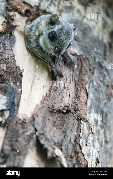 Siberian Flying Squirrel Pteromys Volans Emerging From Hole In Tree