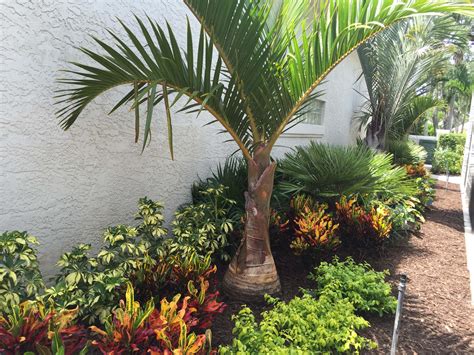 Tropical Palm Trees For Landscaping