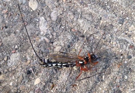 Ichneumon Rhyssa Lineolata Whats That Bug