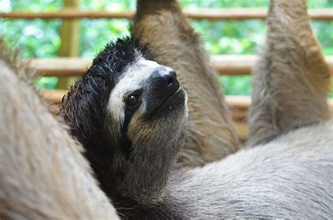 The Sloth Sanctuary Costa Rica Review