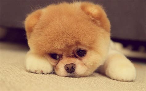 Animals Dog Pomeranian Cute Pomeranian Puppy On The Floor Puppy