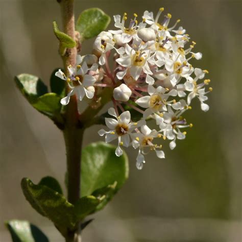 Sweet Smelling White Flowers Of Native Buck Brush Ceanothus Cuneatus