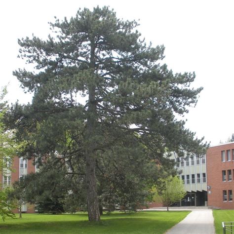 How to grow austrian pine. Austrian Pine Tree. | Unique trees, Trees to plant, Austrian pine tree