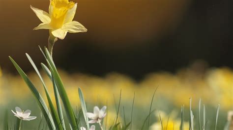 Desktop Wallpaper Narcissus Yellow Flower Spring Hd Image Picture