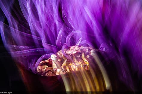 Macro Underwater Photography With Motion Blur