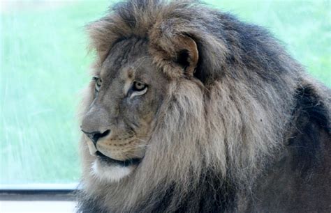 Millionen von kostenlosen png bilder, psd, ai und eps dateien sind verfügbar. Tiere im Zoo Foto & Bild | zoo, natur Bilder auf fotocommunity