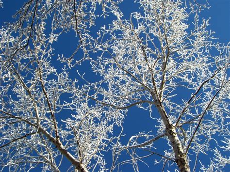무료 이미지 나무 분기 꽃 눈 겨울 식물 얼음 날씨 시즌 작은 가지 흰 서리 동결 3264x2448
